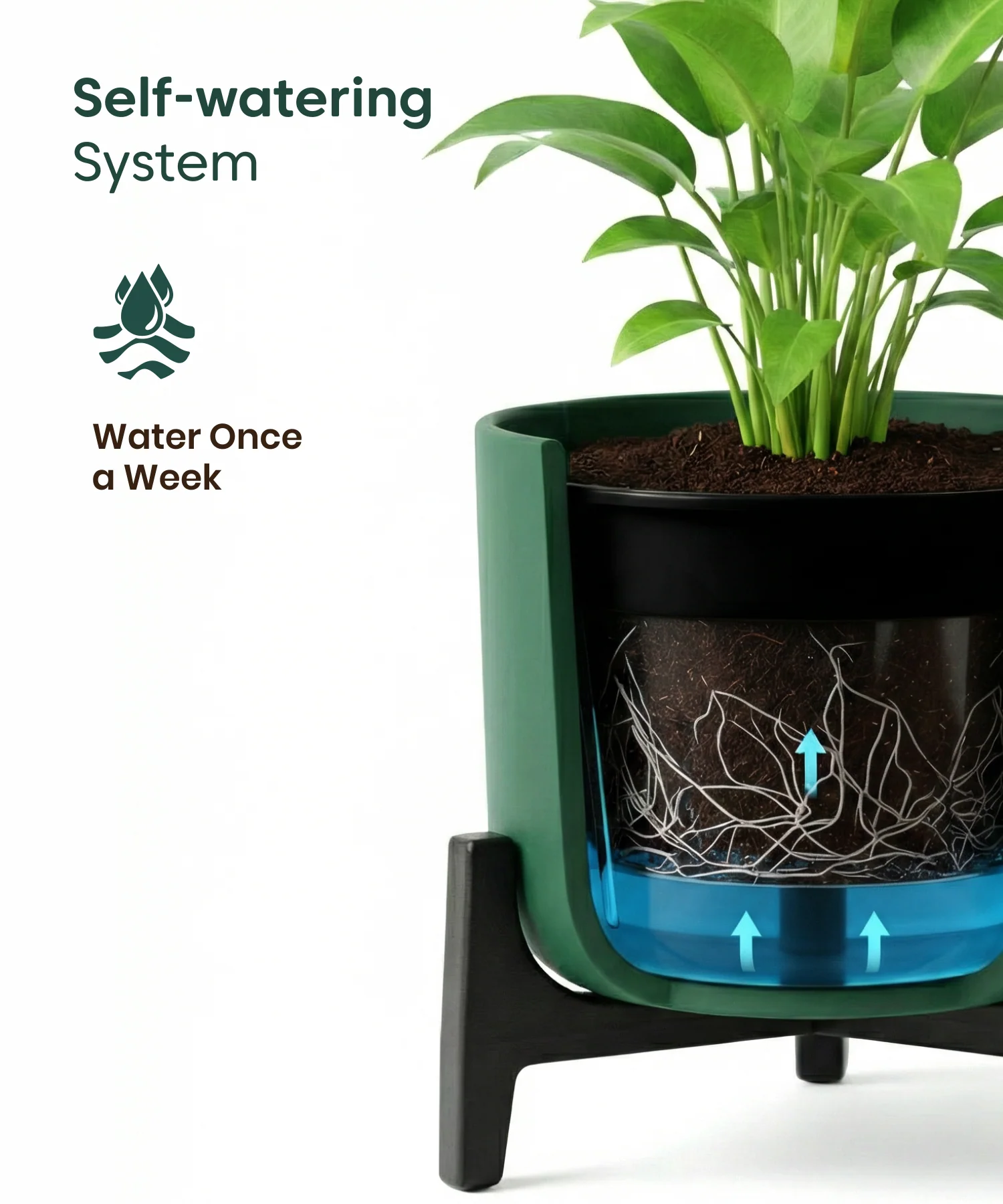 Jade Plant with Aira Pot for corporate - Image 20