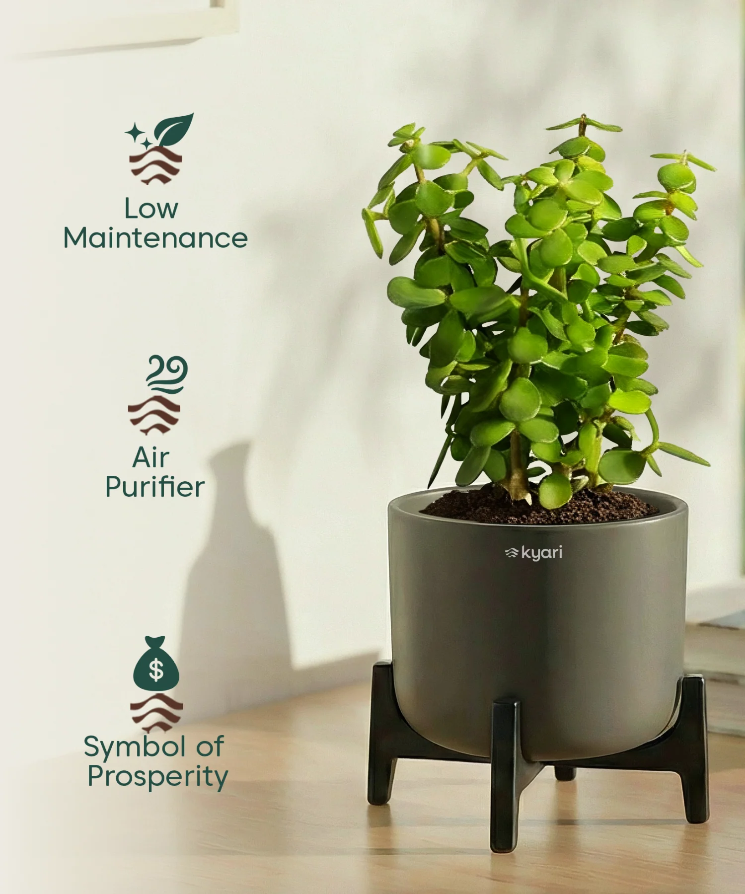 Jade Plant with Aira Pot for corporate - Image 3