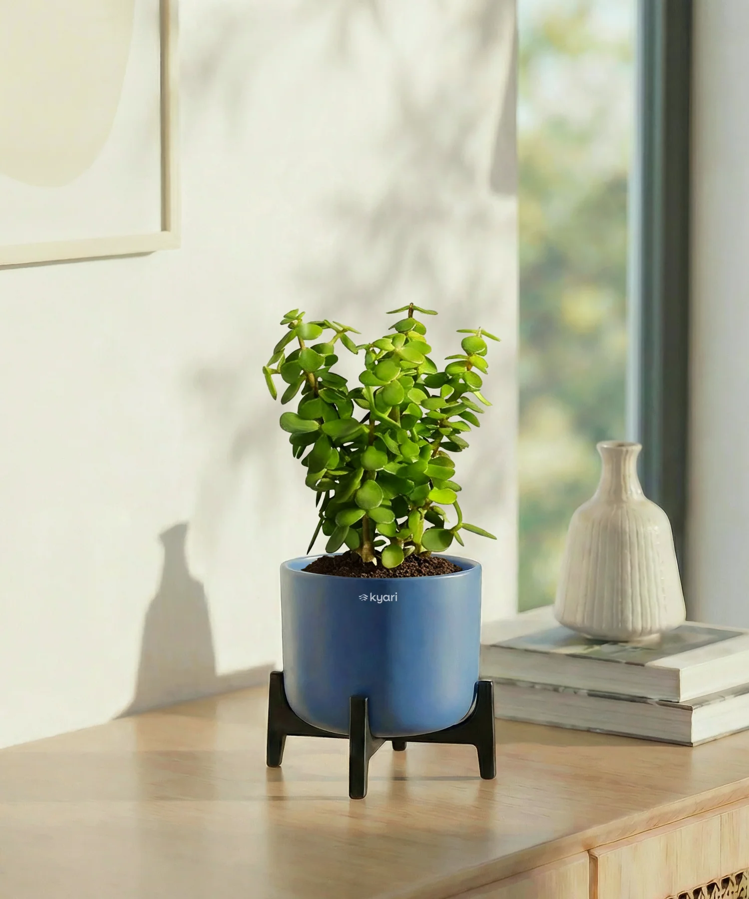 Jade Plant with Aira Pot for corporate - Image 6