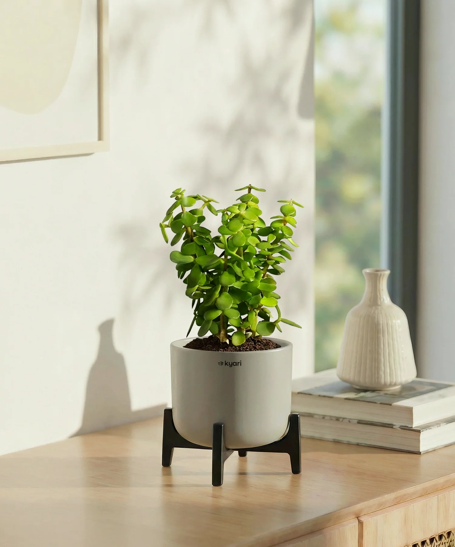 Jade Plant with Aira Pot for corporate - Image 7