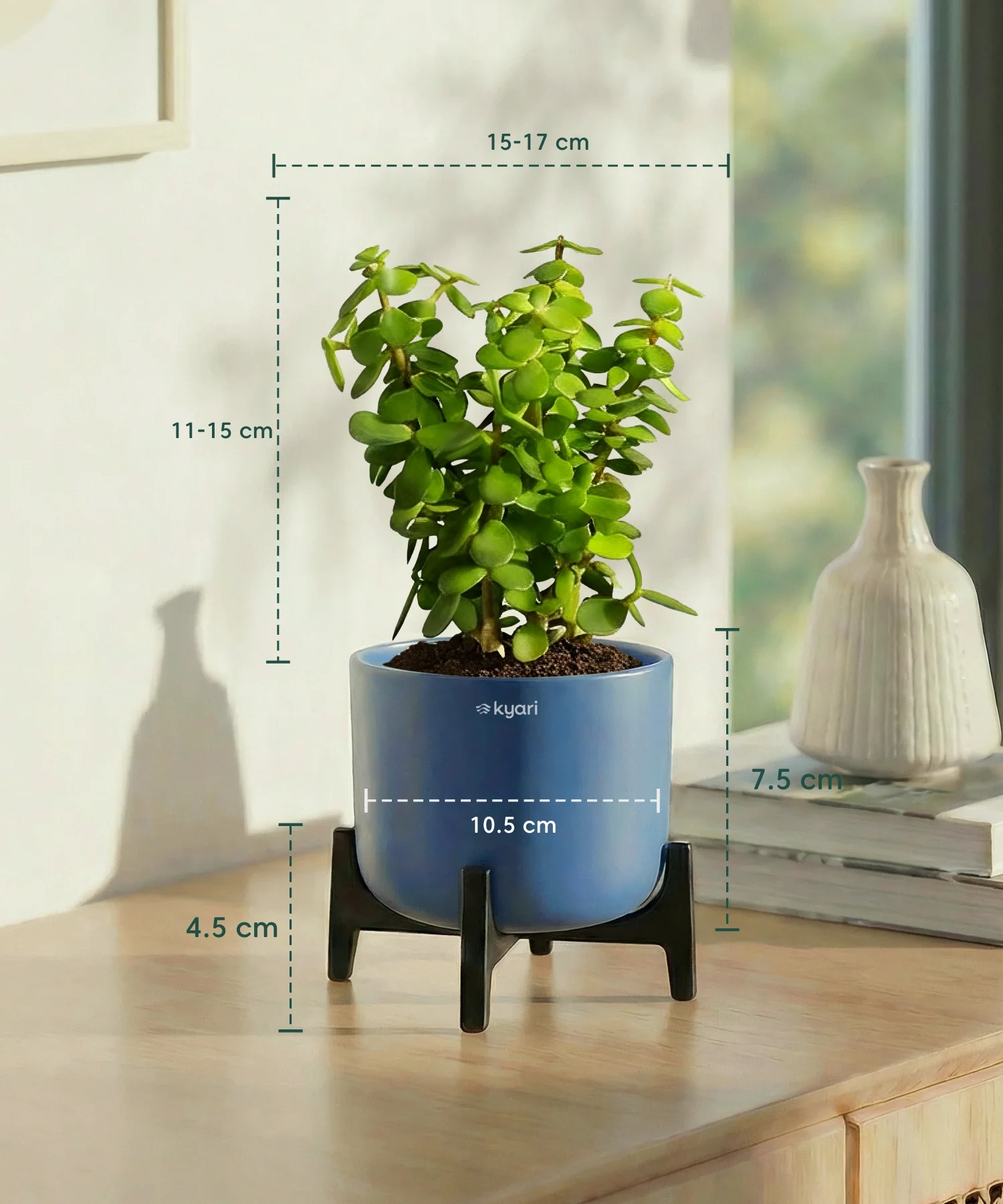 Jade Plant with Aira Pot for corporate - Image 8