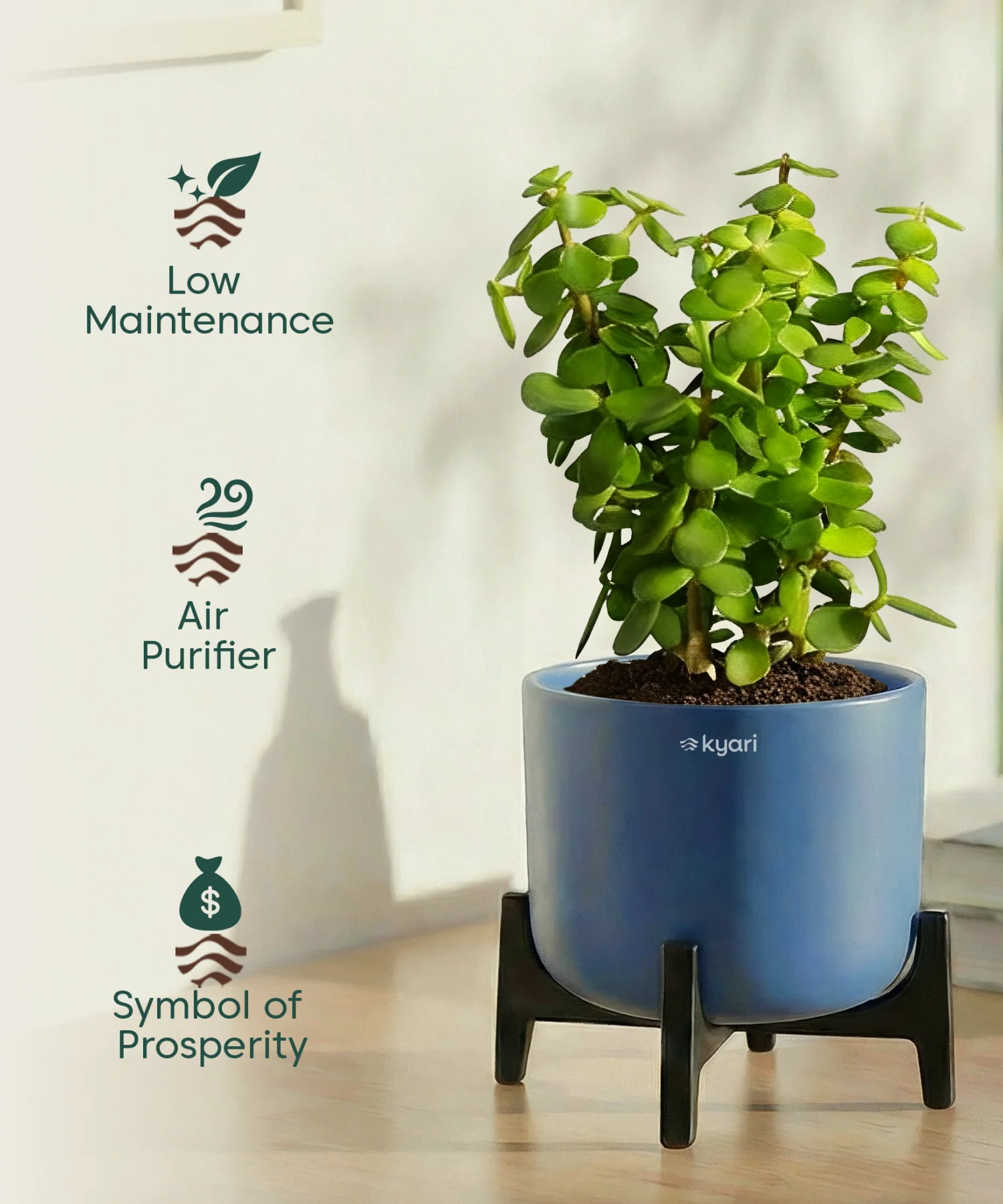 Jade Plant with Aira Pot for corporate - Image 9