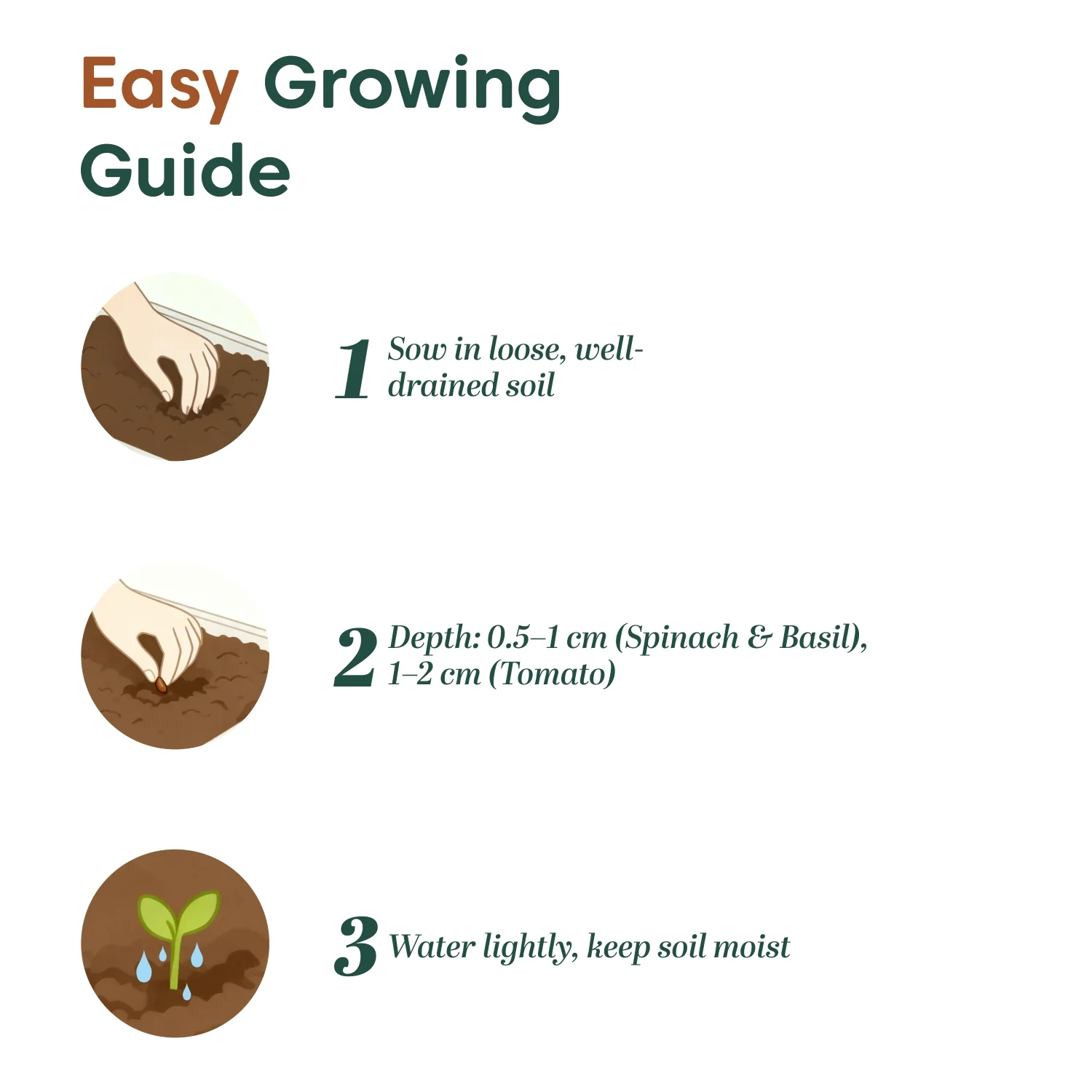 Kyari Kitchen Garden Seeds Trio – Spinach, Cherry Tomato & Basil - Image 3