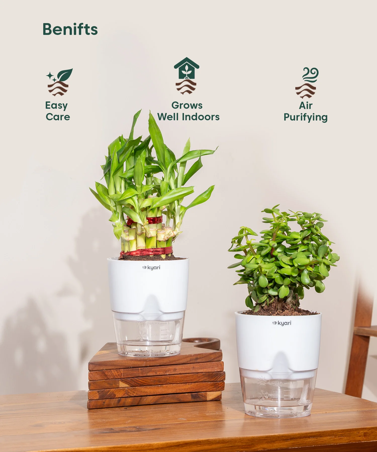 Set of 2 - Lucky Jade & Lucky Bamboo Plant - Image 3