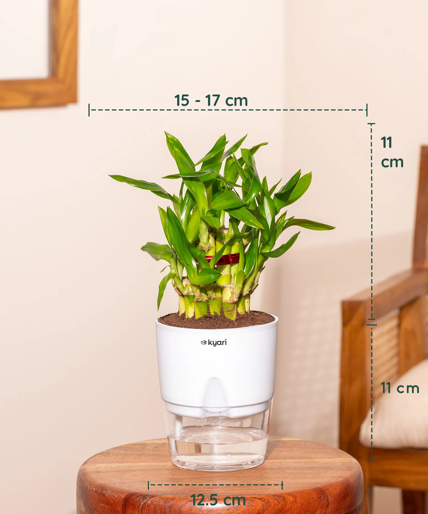 Set of 2 - Lucky Jade & Lucky Bamboo Plant - Image 4