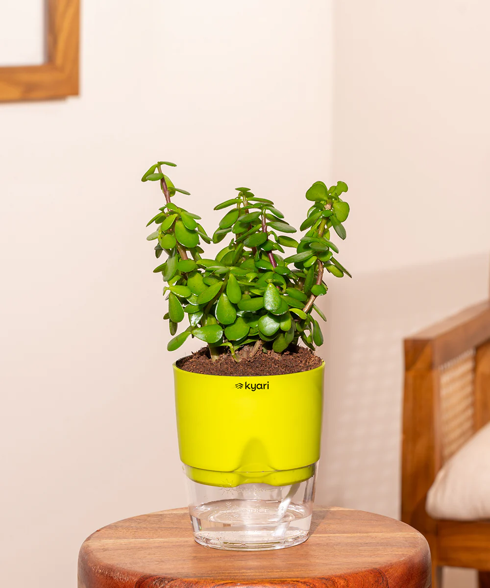 Lucky jade plant with self watering pot - BYOB - Image 13