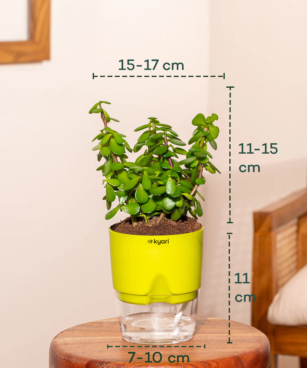 Lucky jade plant with self watering pot - BYOB - Image 14