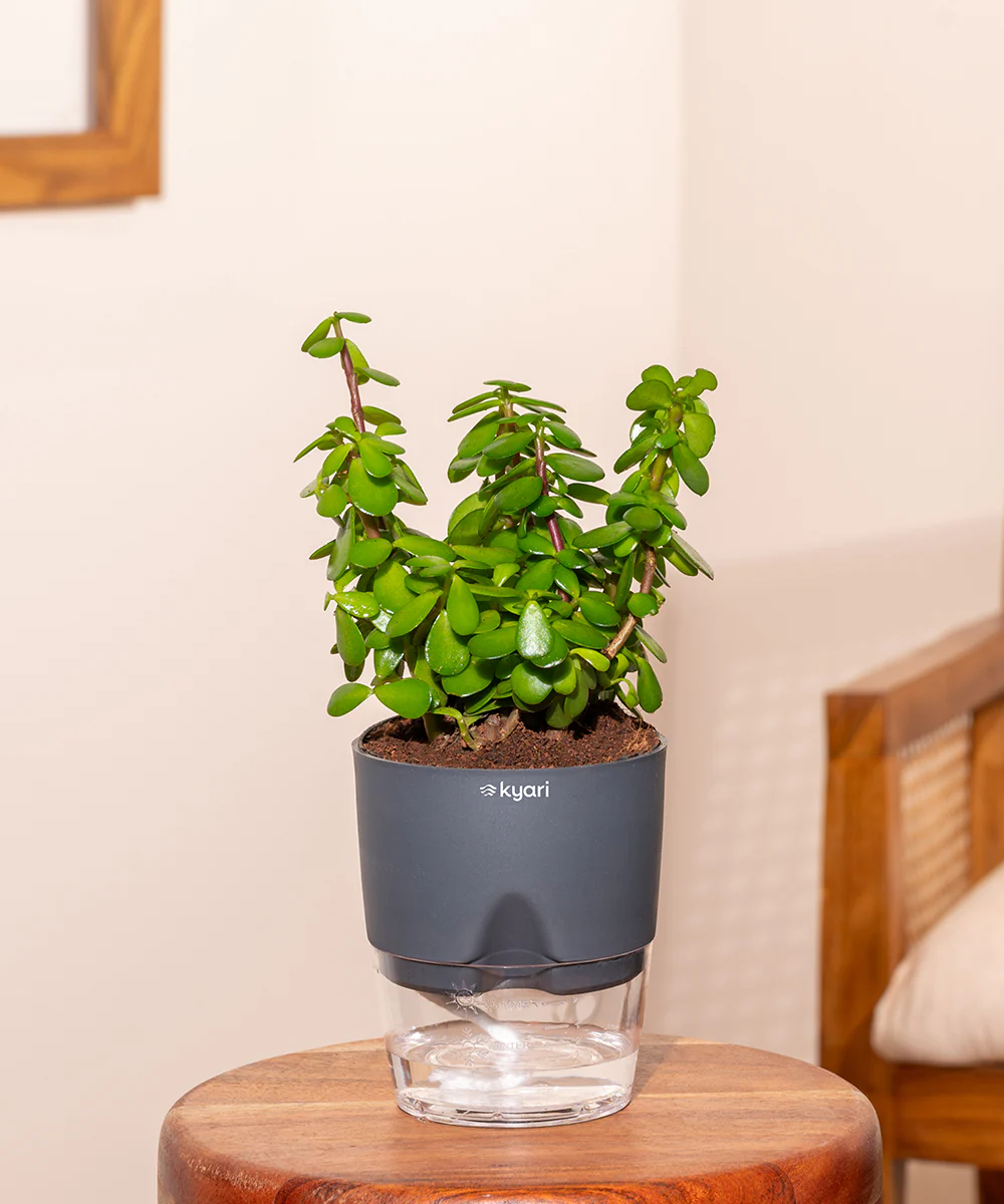Lucky jade plant with self watering pot - BYOB - Image 19