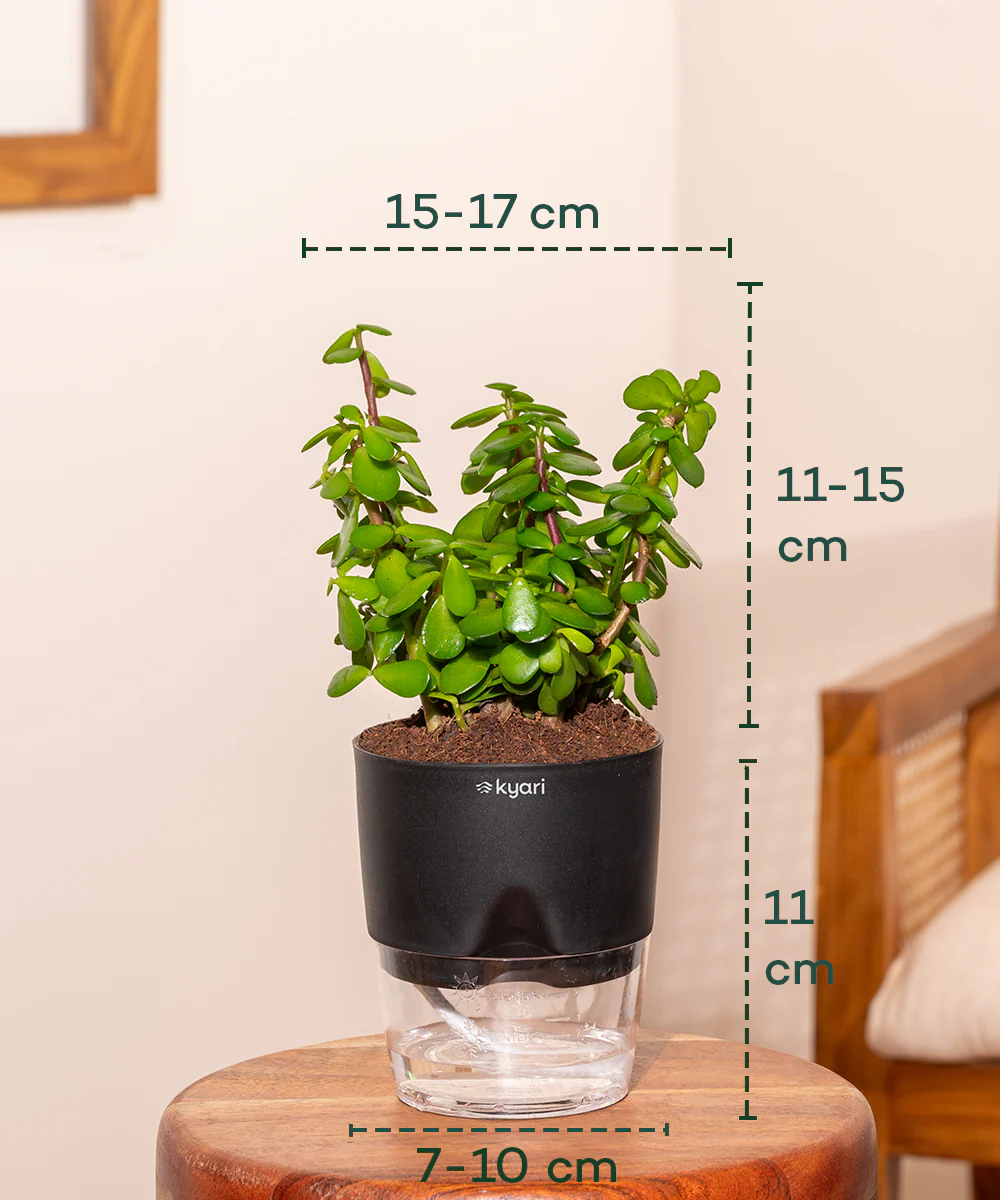 Lucky jade plant with self watering pot - BYOB - Image 2
