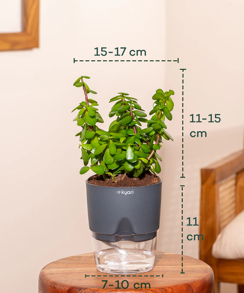 Lucky jade plant with self watering pot - BYOB - Image 20