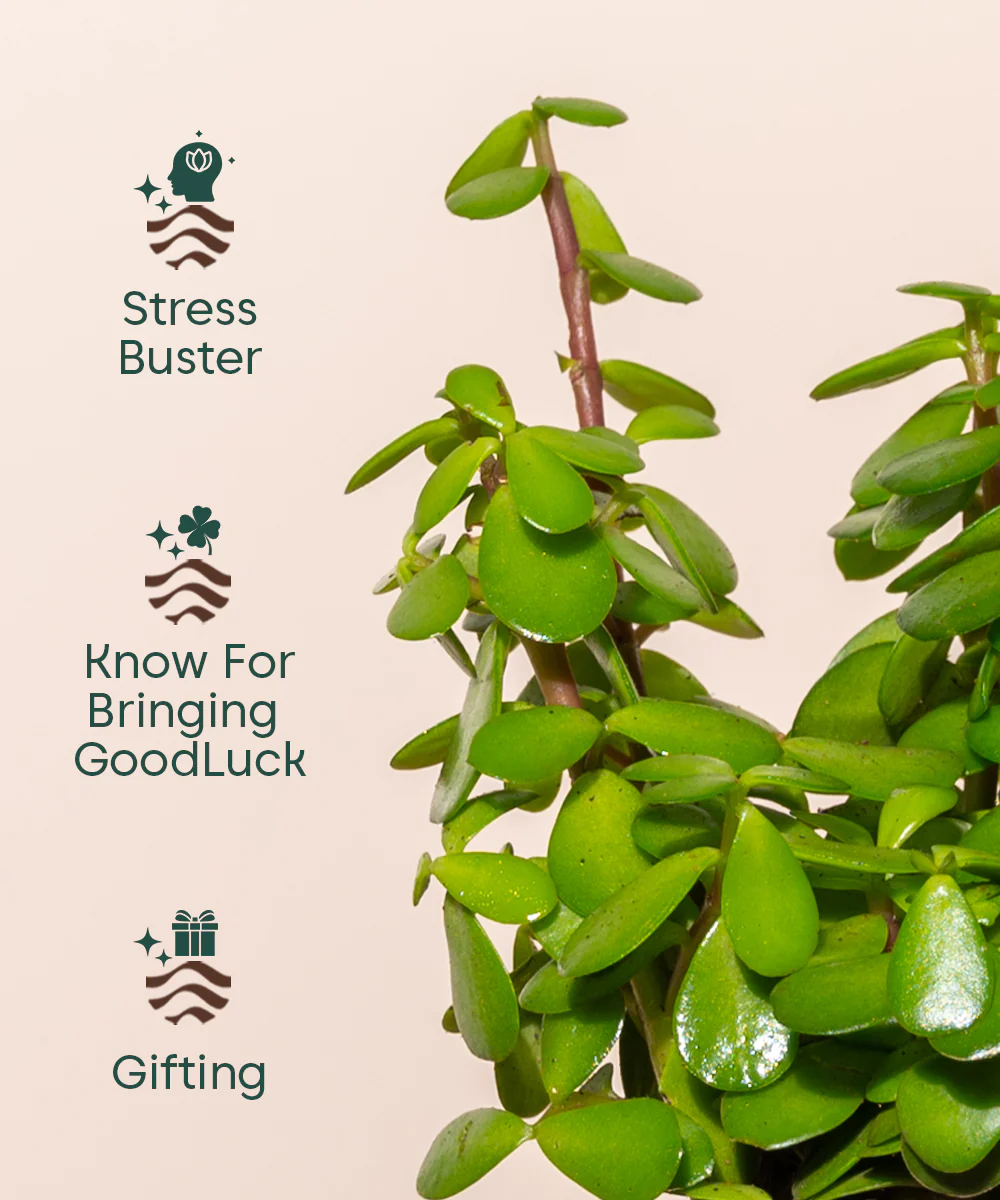 Lucky jade plant with self watering pot - BYOB - Image 23
