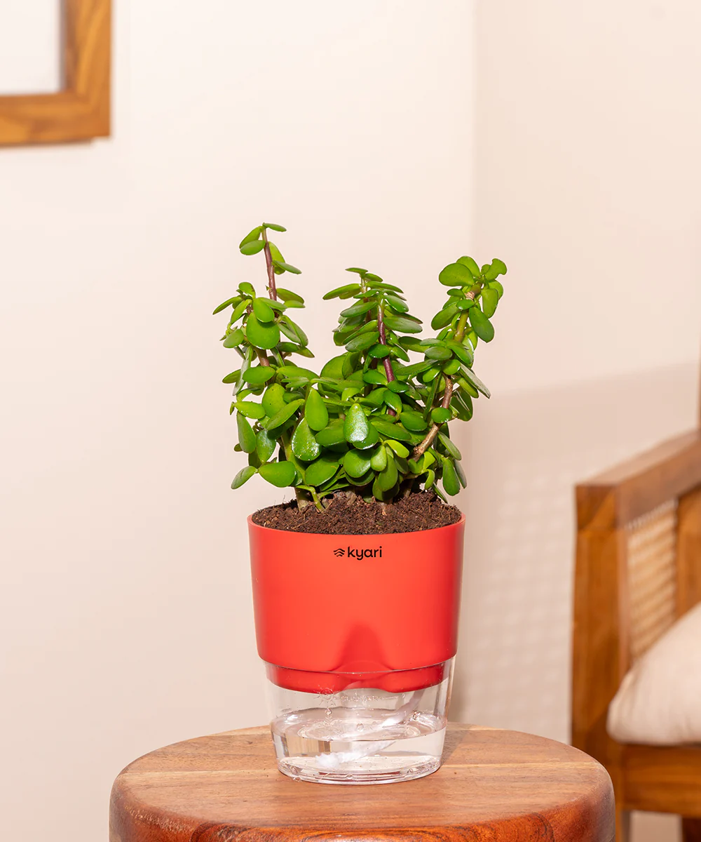 Lucky jade plant with self watering pot - BYOB - Image 25