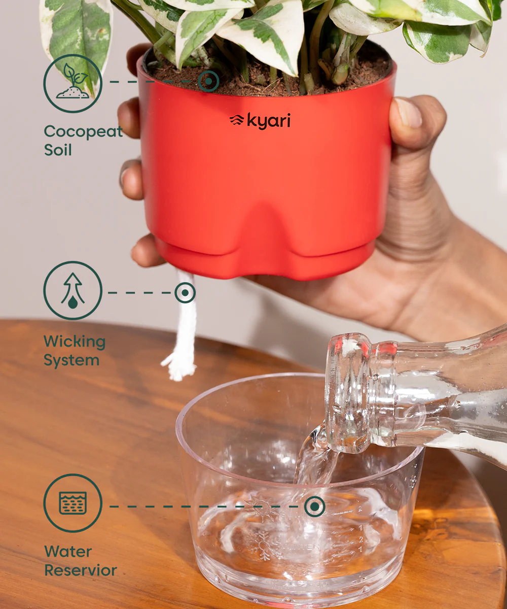 Lucky jade plant with self watering pot - BYOB - Image 27