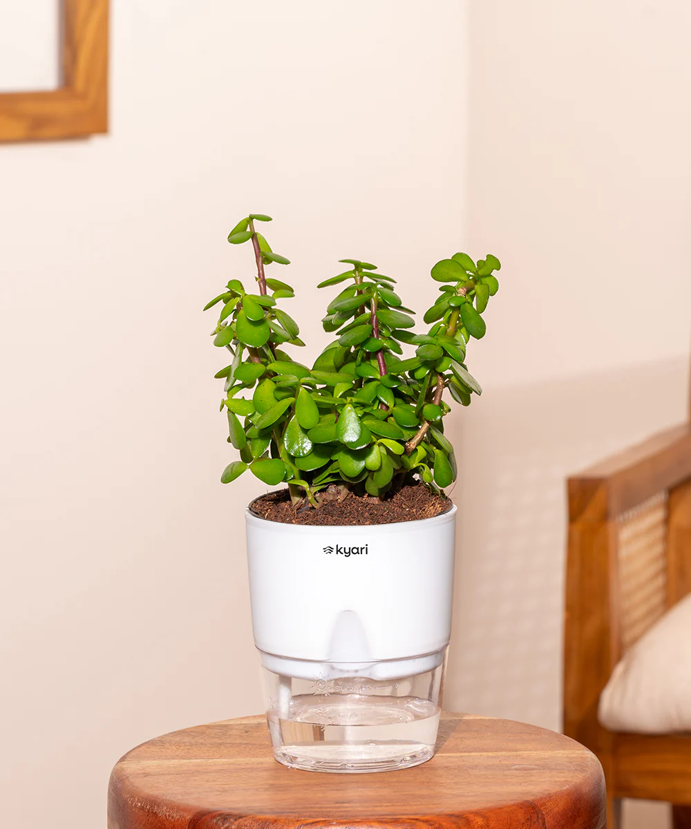 Lucky jade plant with self watering pot - BYOB - Image 31