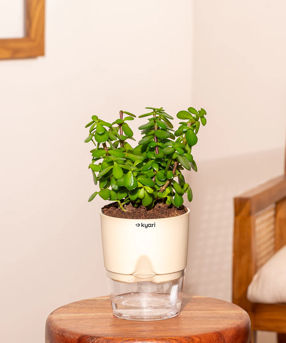 Lucky jade plant with self watering pot - BYOB - Image 7