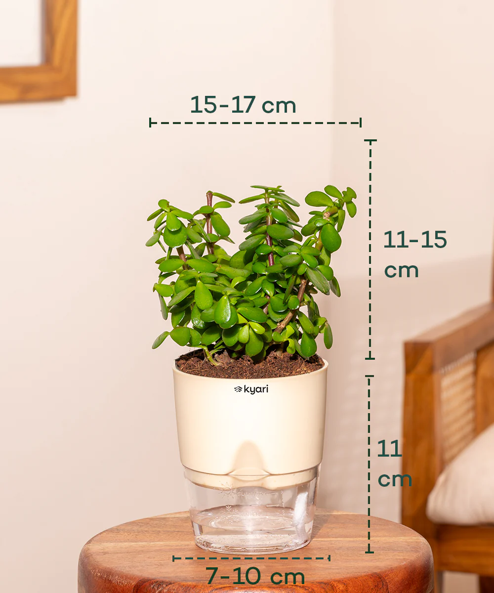 Lucky jade plant with self watering pot - BYOB - Image 8