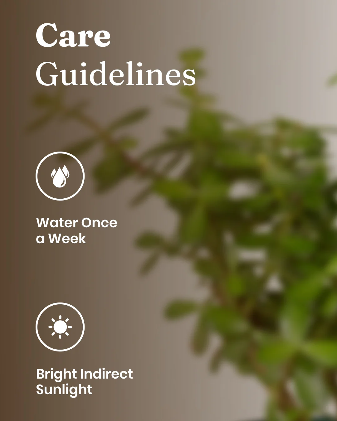 Lucky Jade Plant with Medium Self Watering Pot - Image 11