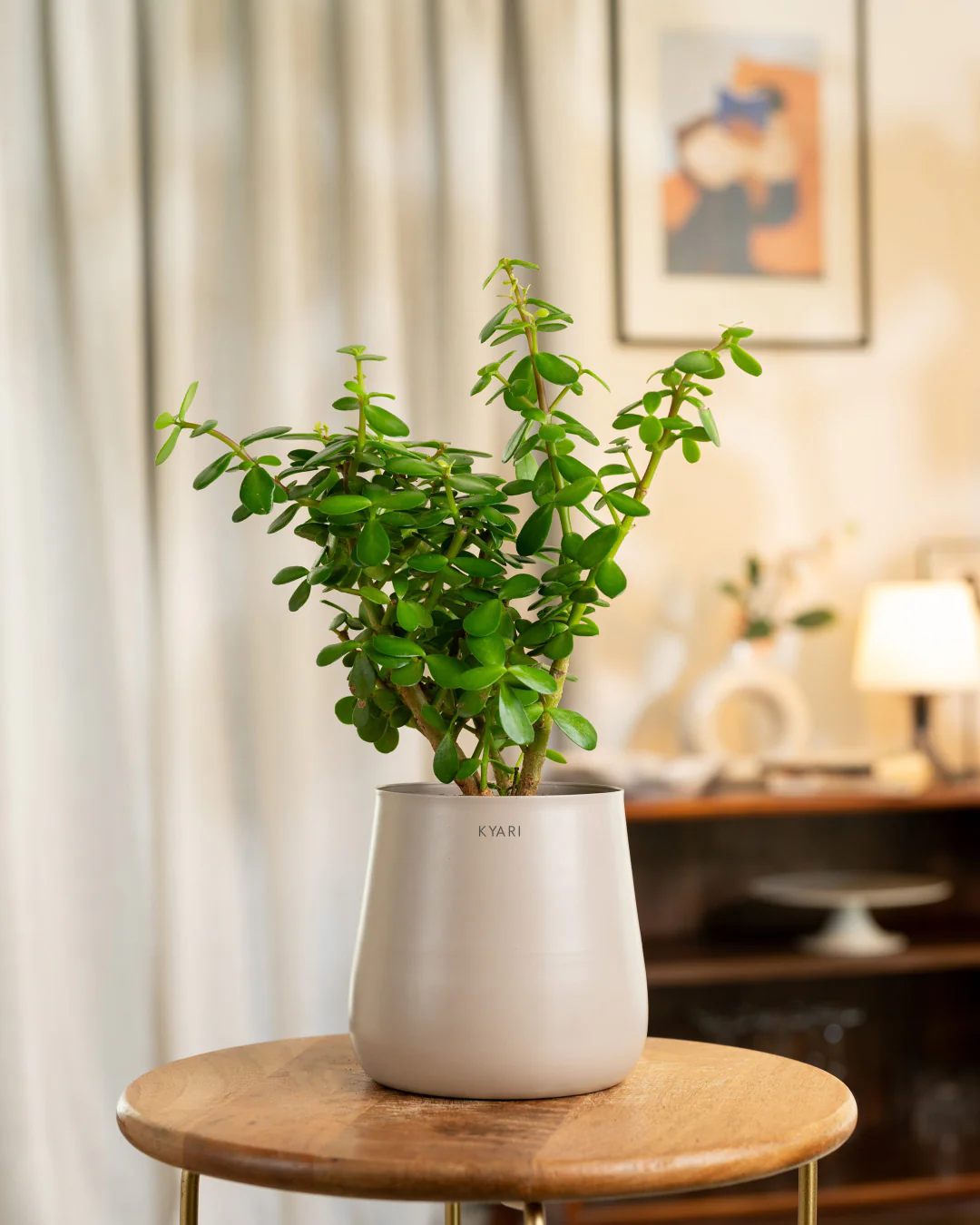 Lucky Jade Plant with Medium Self Watering Pot - Image 14