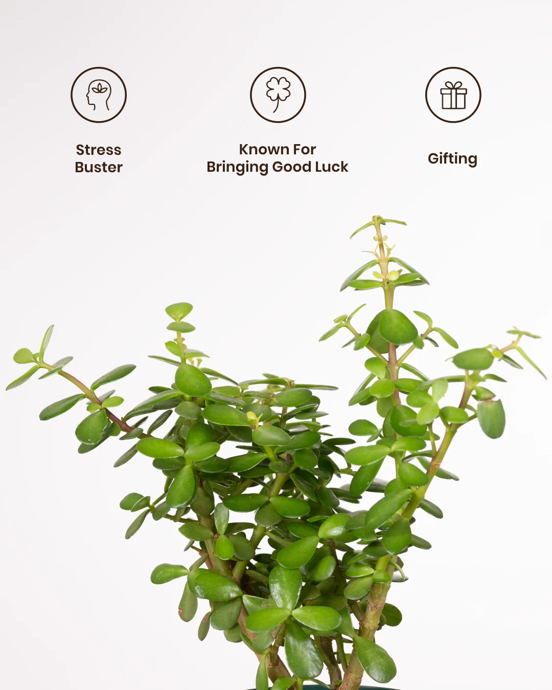 Lucky Jade Plant with Medium Self Watering Pot - Image 15