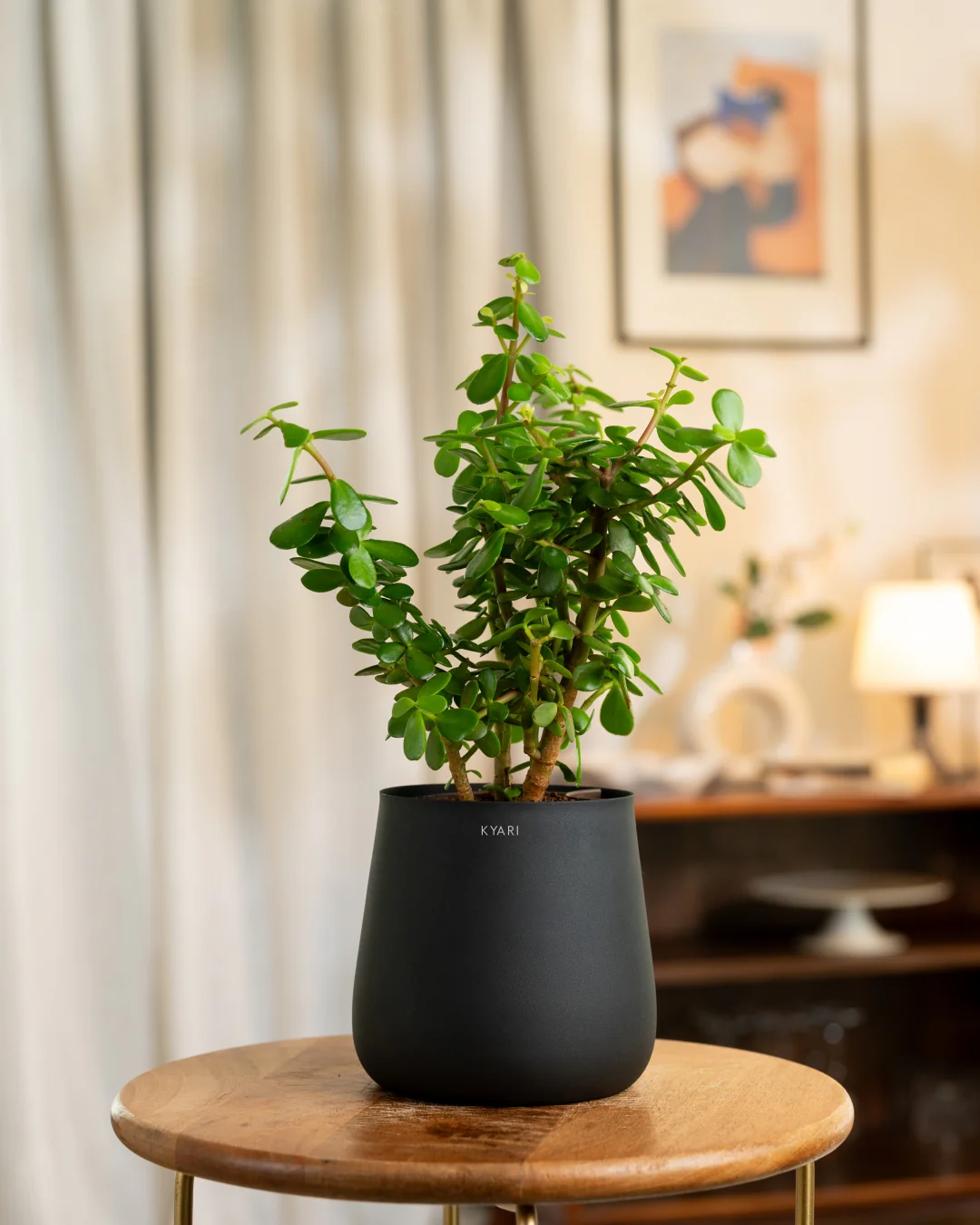 Lucky Jade Plant with Medium Self Watering Pot - Image 20