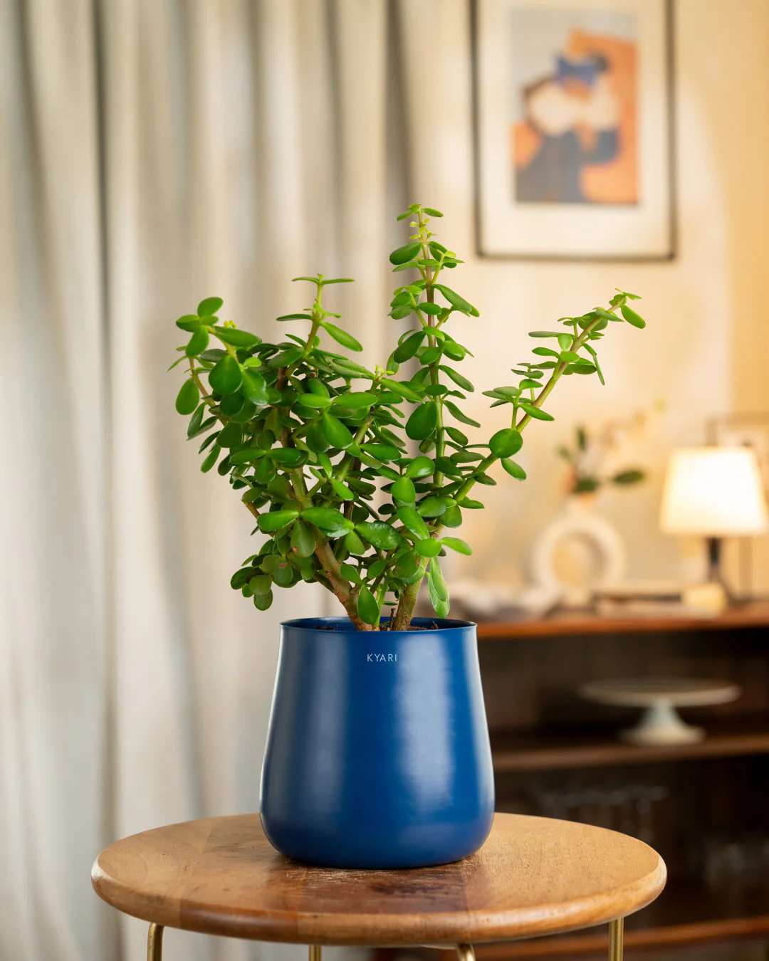 Lucky Jade Plant with Medium Self Watering Pot - Image 26