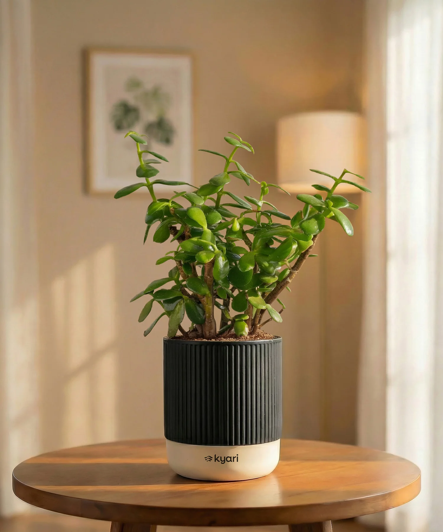 Lucky Jade Plant with Medium Self Watering Pot - Image 32