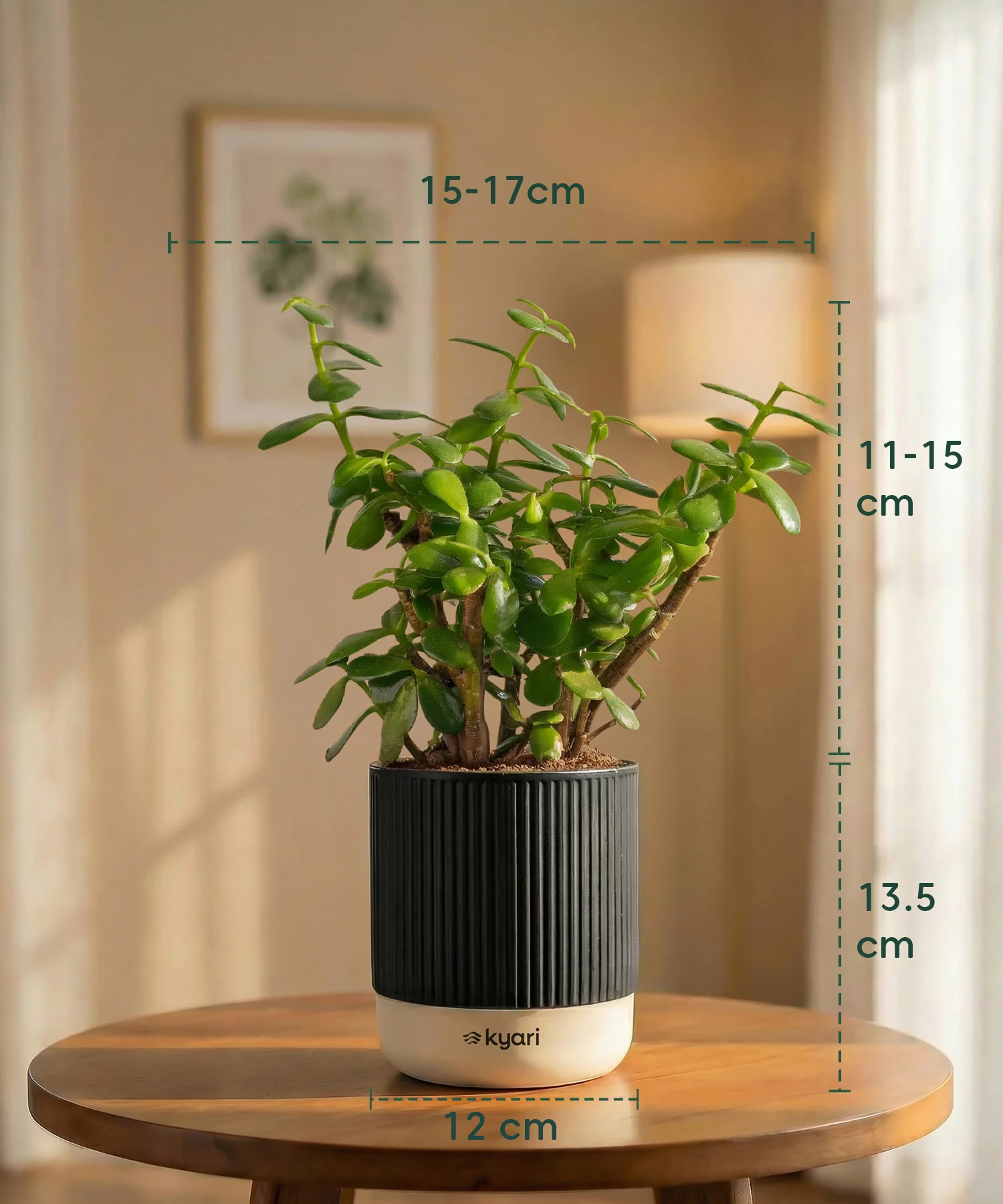 Lucky Jade Plant with Medium Self Watering Pot - Image 34