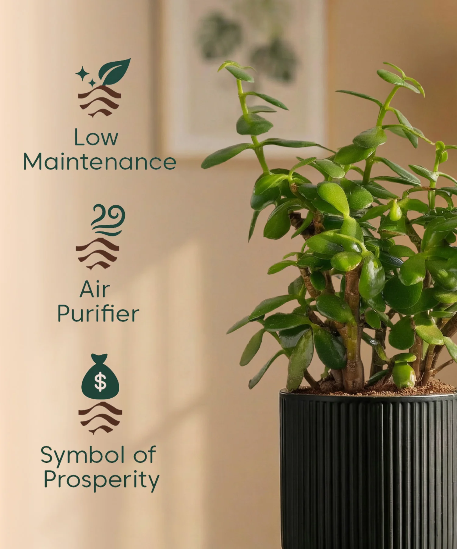 Lucky Jade Plant with Medium Self Watering Pot - Image 35