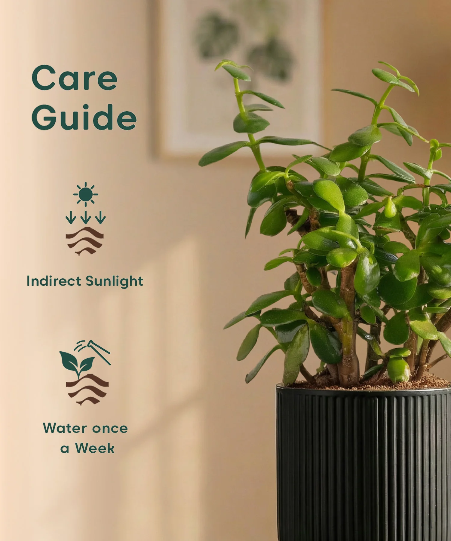 Lucky Jade Plant with Medium Self Watering Pot - Image 36