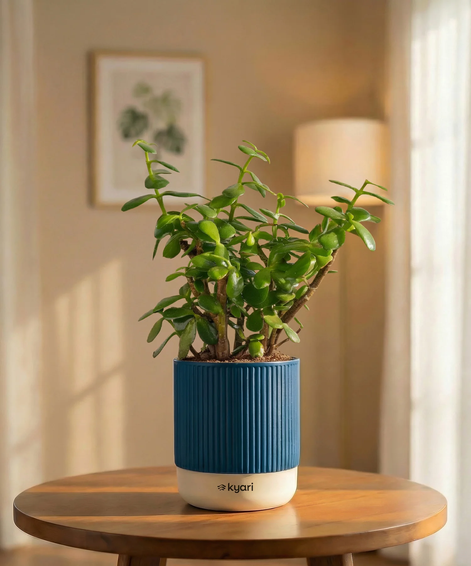 Lucky Jade Plant with Medium Self Watering Pot - Image 37