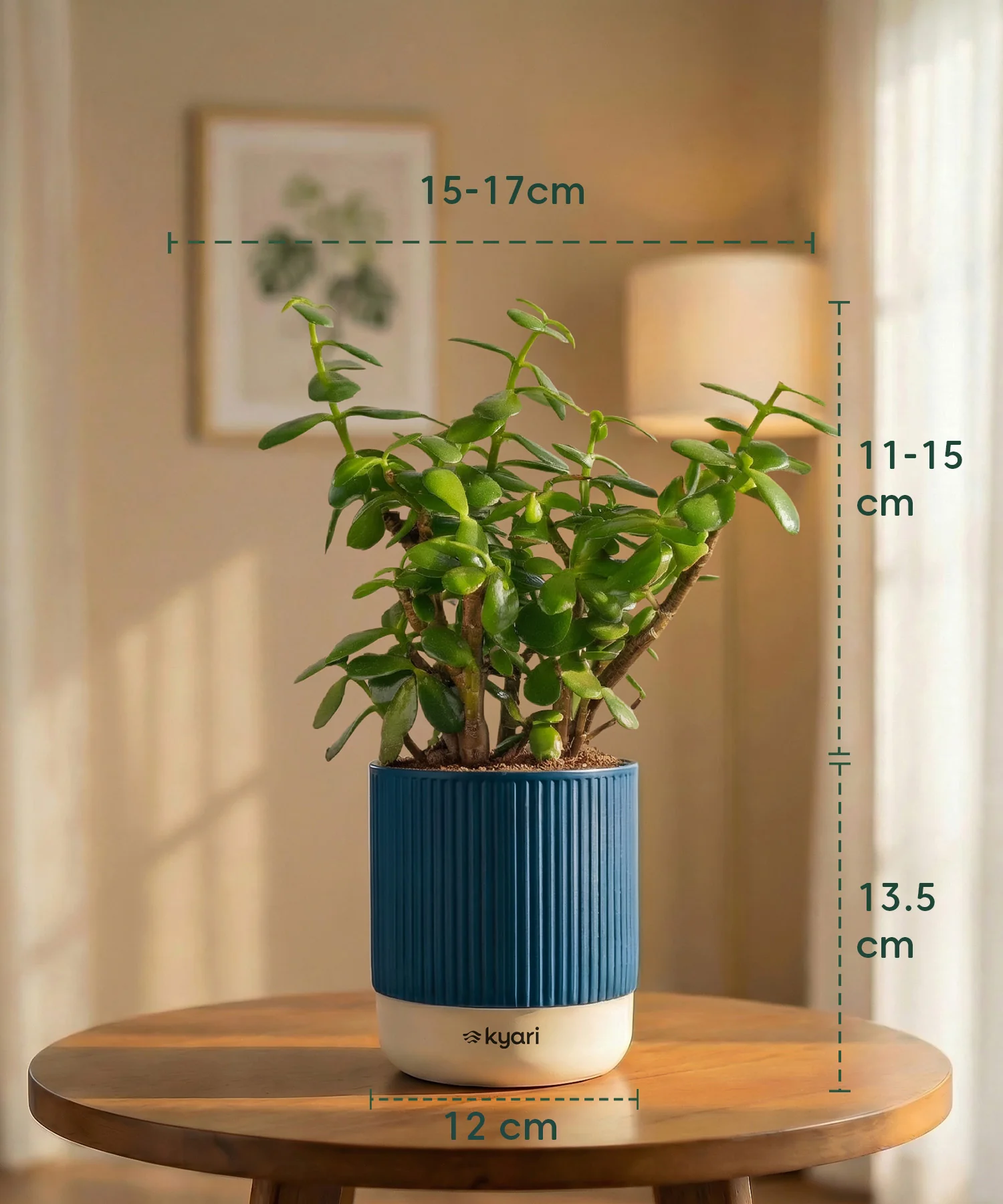 Lucky Jade Plant with Medium Self Watering Pot - Image 39