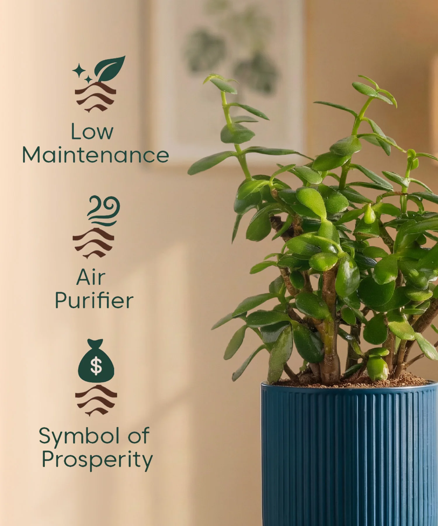 Lucky Jade Plant with Medium Self Watering Pot - Image 40