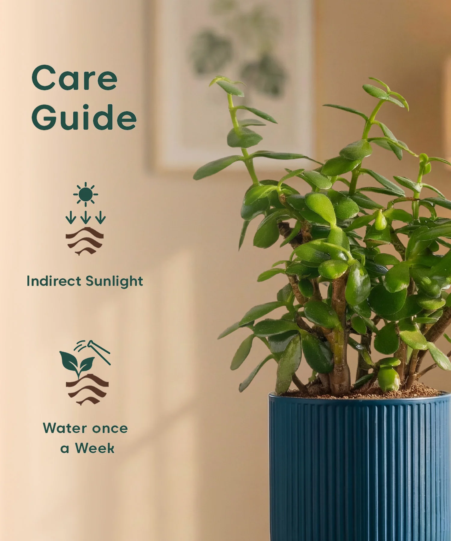 Lucky Jade Plant with Medium Self Watering Pot - Image 41