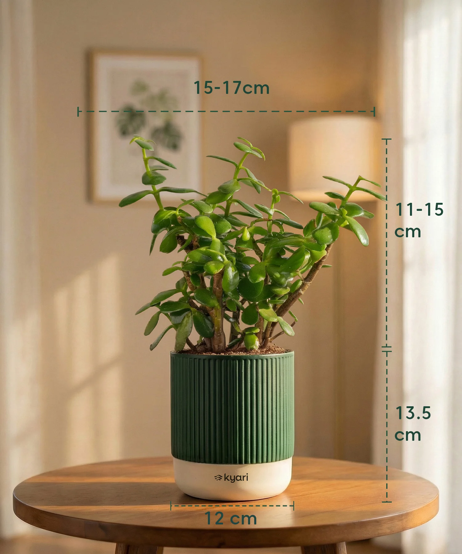 Lucky Jade Plant with Medium Self Watering Pot - Image 44