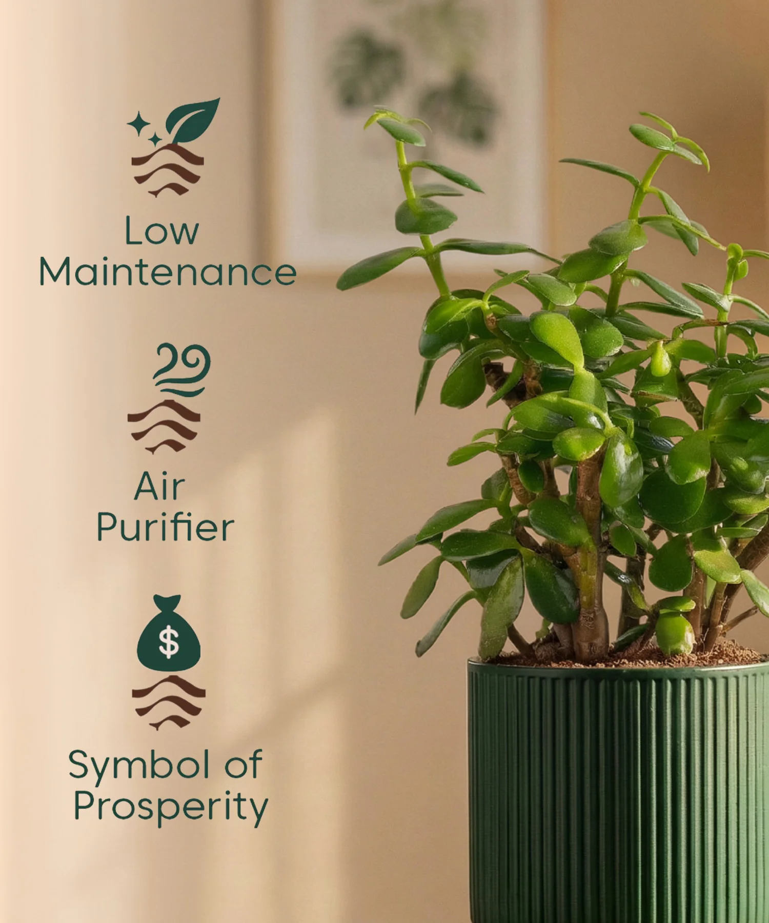 Lucky Jade Plant with Medium Self Watering Pot - Image 45