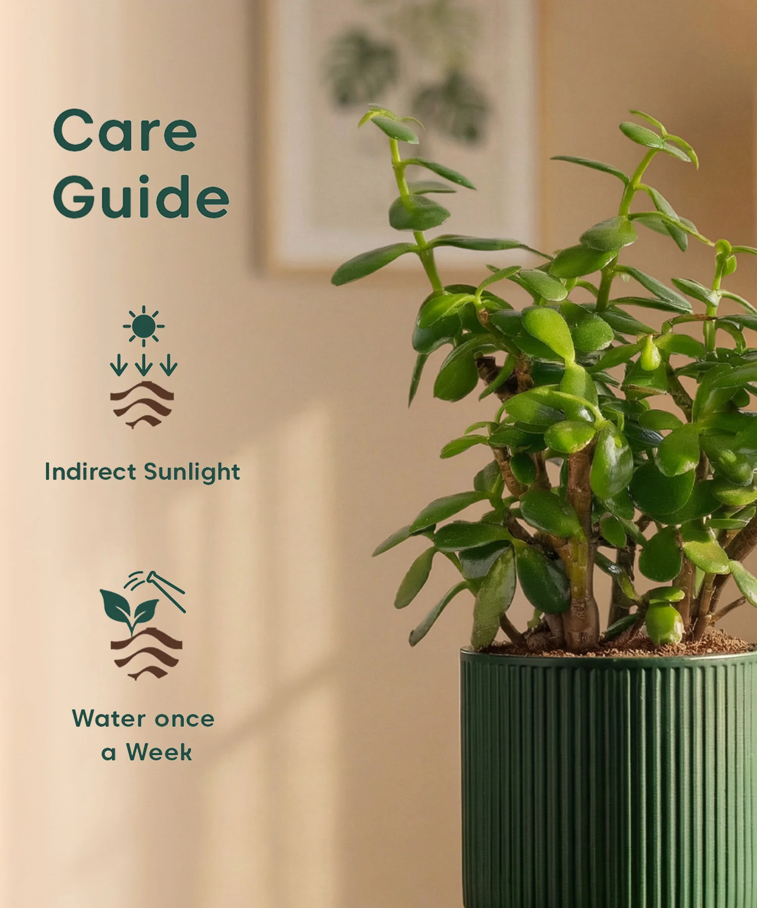 Lucky Jade Plant with Medium Self Watering Pot - Image 46