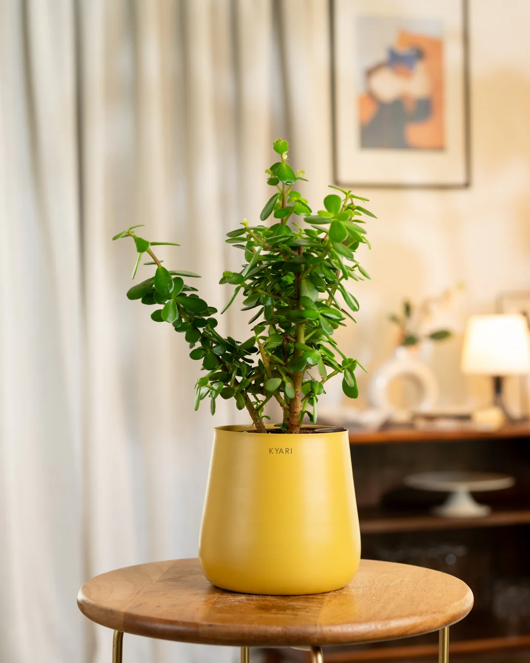 Lucky Jade Plant with Medium Self Watering Pot - Image 8