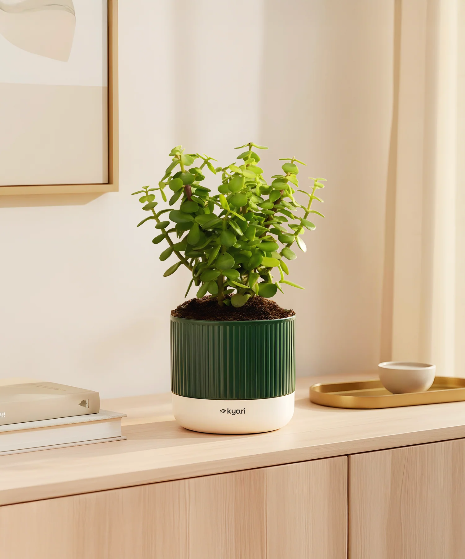 Lucky Jade Plant With Mylo Planter - Image 7