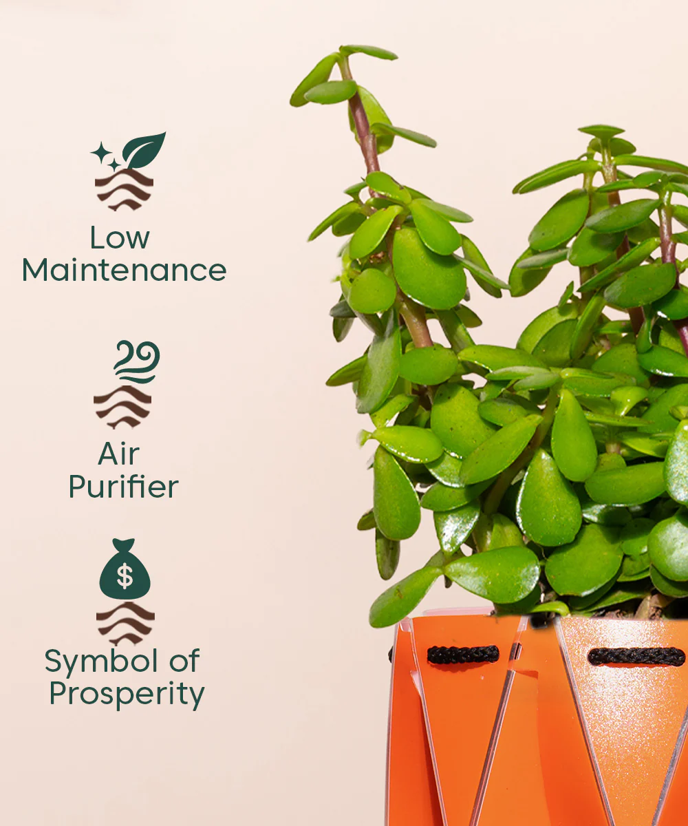 Lucky Jade Plant With Repot - Image 11