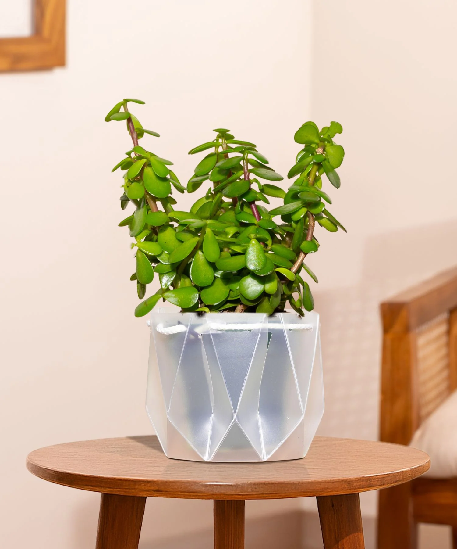 Lucky Jade Plant With Repot - Image 17