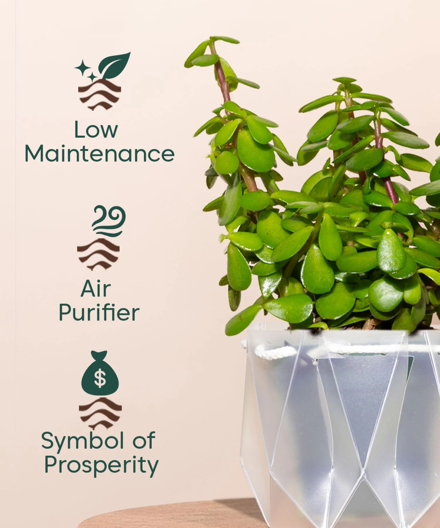 Lucky Jade Plant With Repot - Image 19