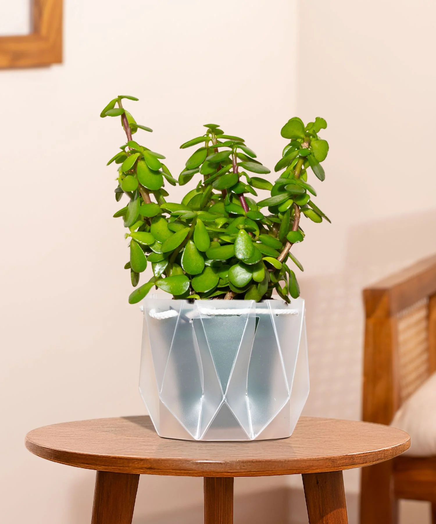 Lucky Jade Plant With Repot - Image 25