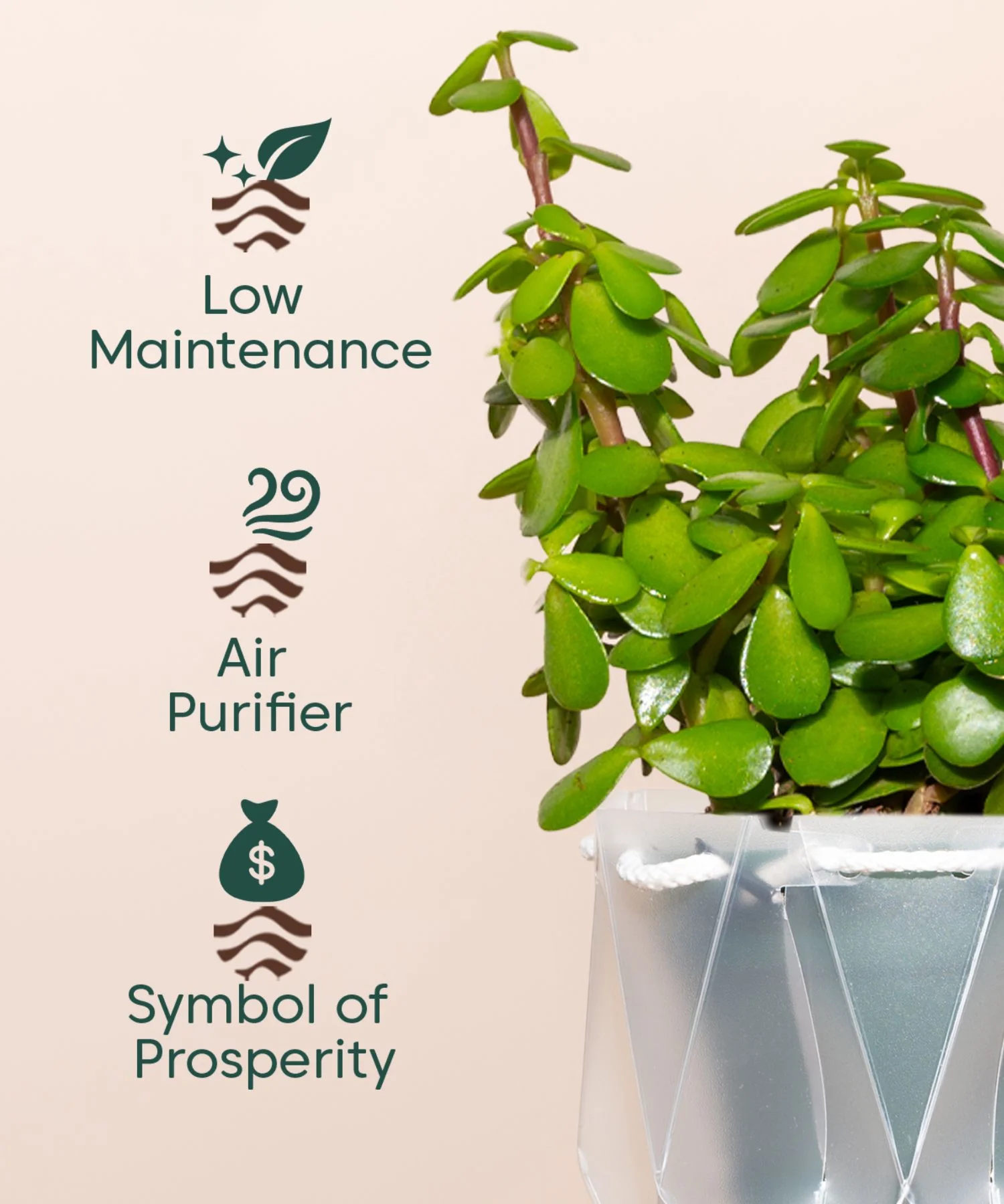 Lucky Jade Plant With Repot - Image 27