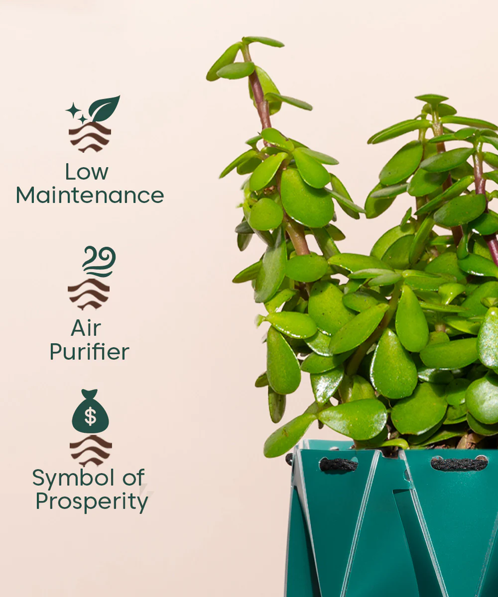 Lucky Jade Plant With Repot - Image 3