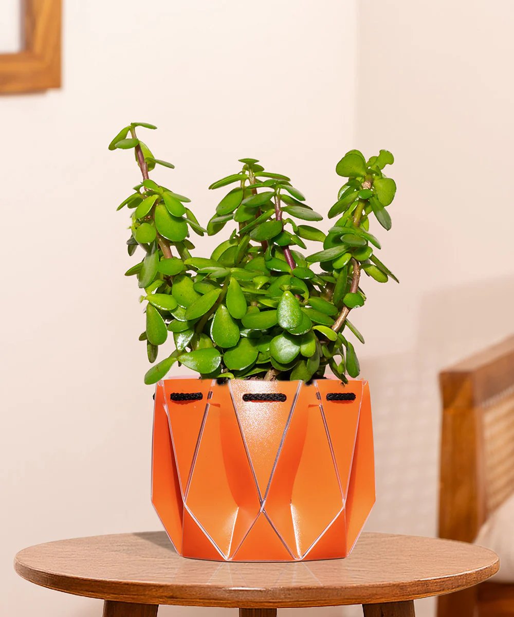 Lucky Jade Plant With Repot - Image 9