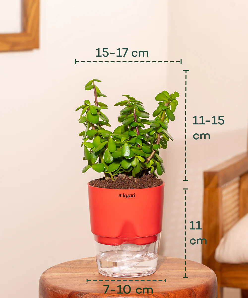 Lucky Jade Plant With Self Watering Pot - Image 15
