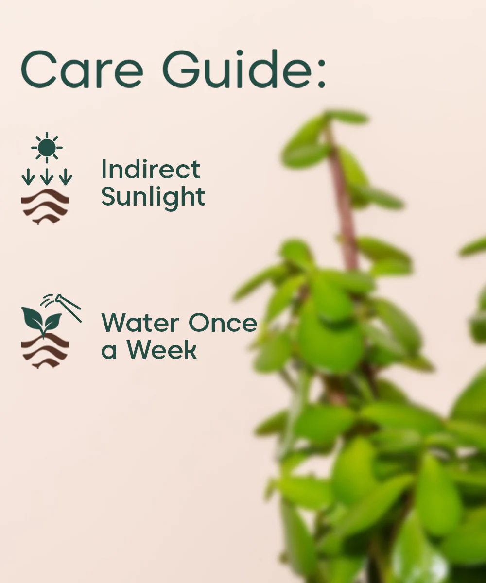 Lucky Jade Plant With Self Watering Pot - Image 35