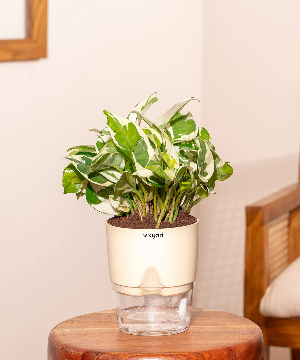 Money N'Joy Plant - BYOB