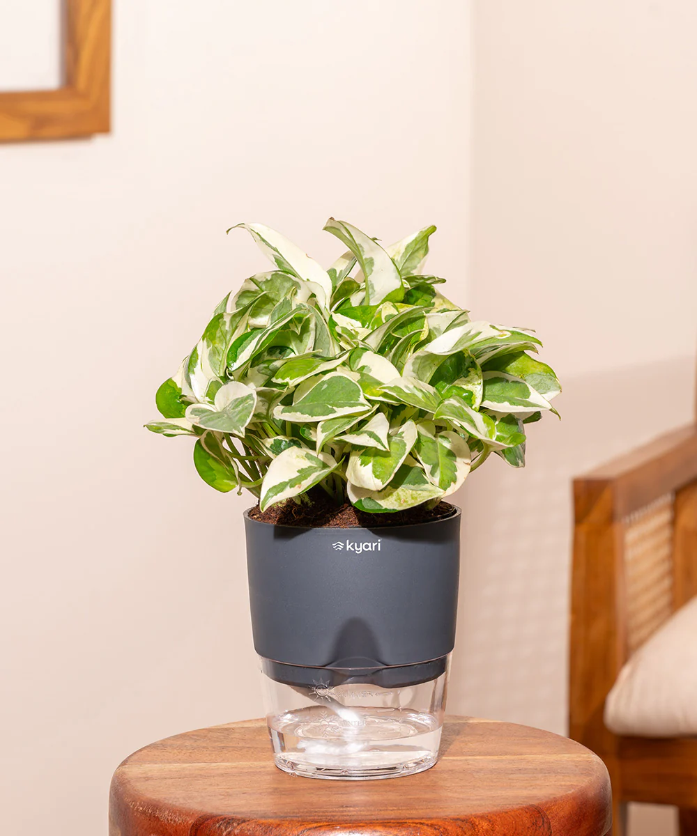 Money N'Joy Plant - BYOB - Image 13