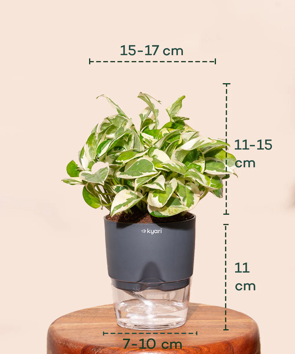 Money N'Joy Plant - BYOB - Image 15